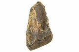 Fossil Dinosaur (Triceratops) Shed Tooth - Montana #341135-1